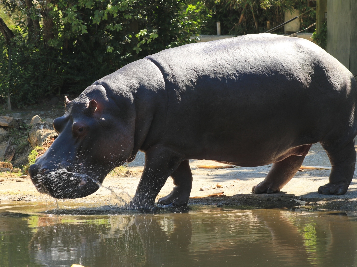 Большой гиппопотам идет по воде