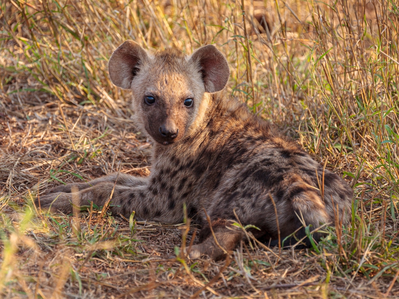 Детеныш гиены лежит на траве