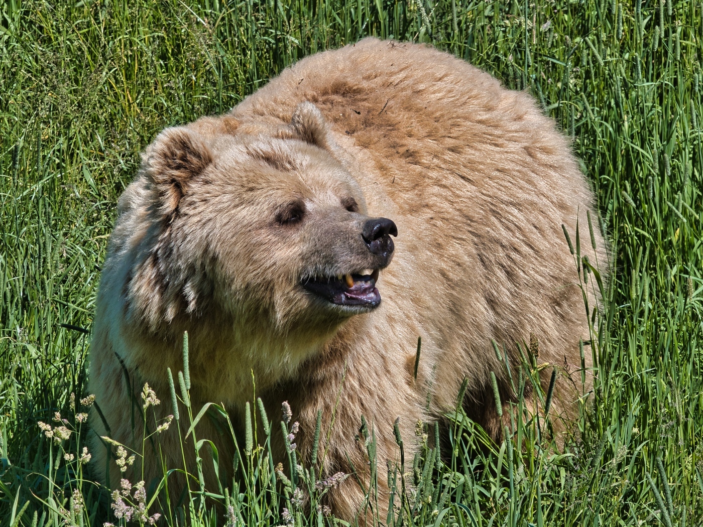 Big brown bear in green grass