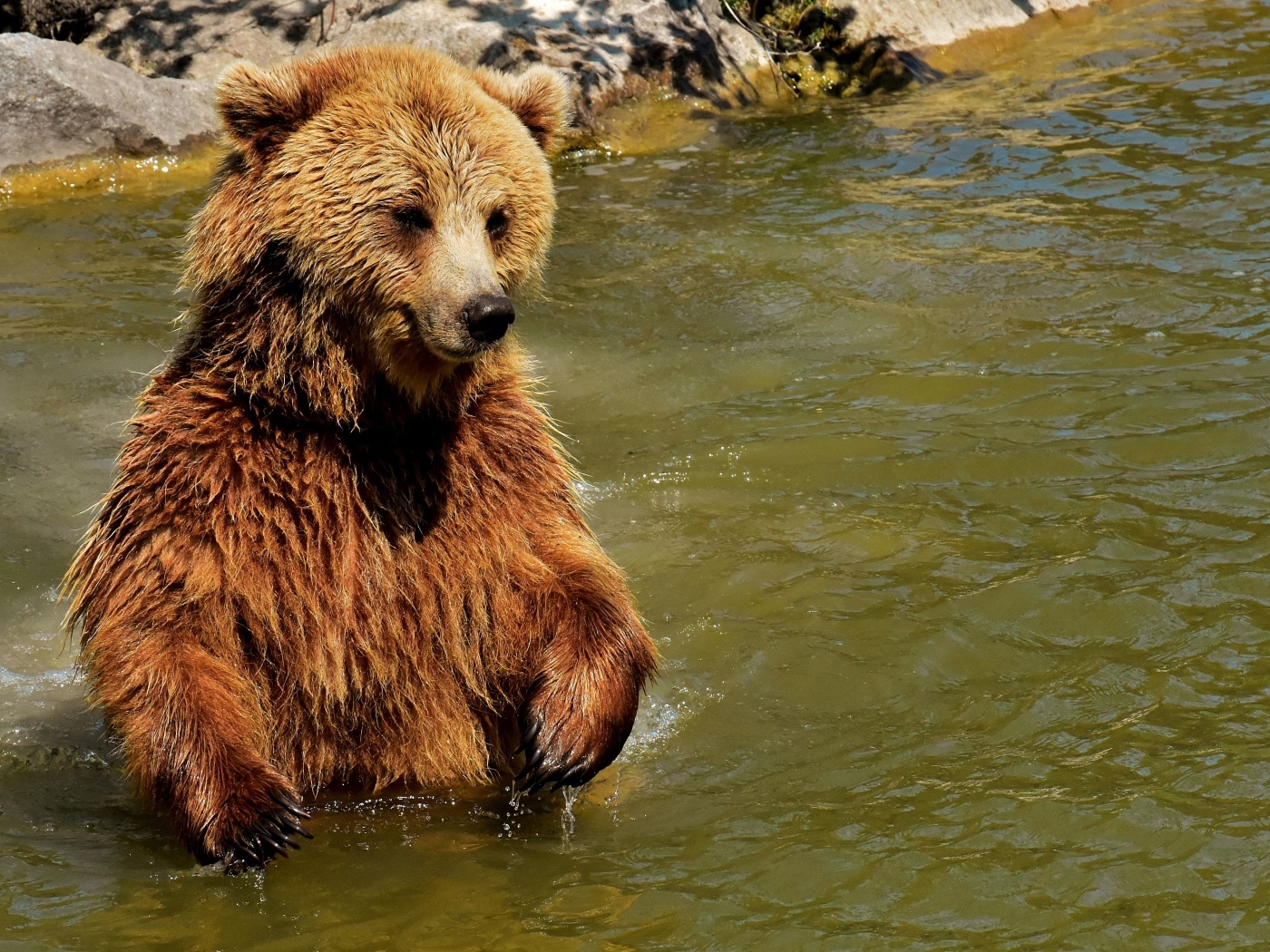 Большой бурый медведь в воде