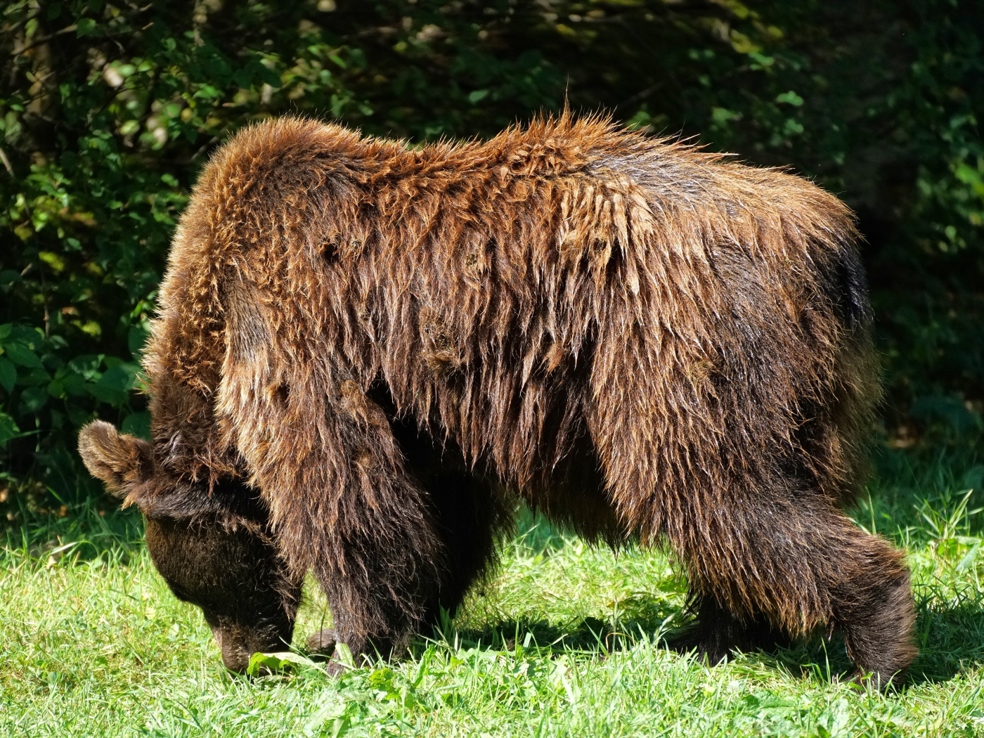 Большой мокрый бурый медведь на траве