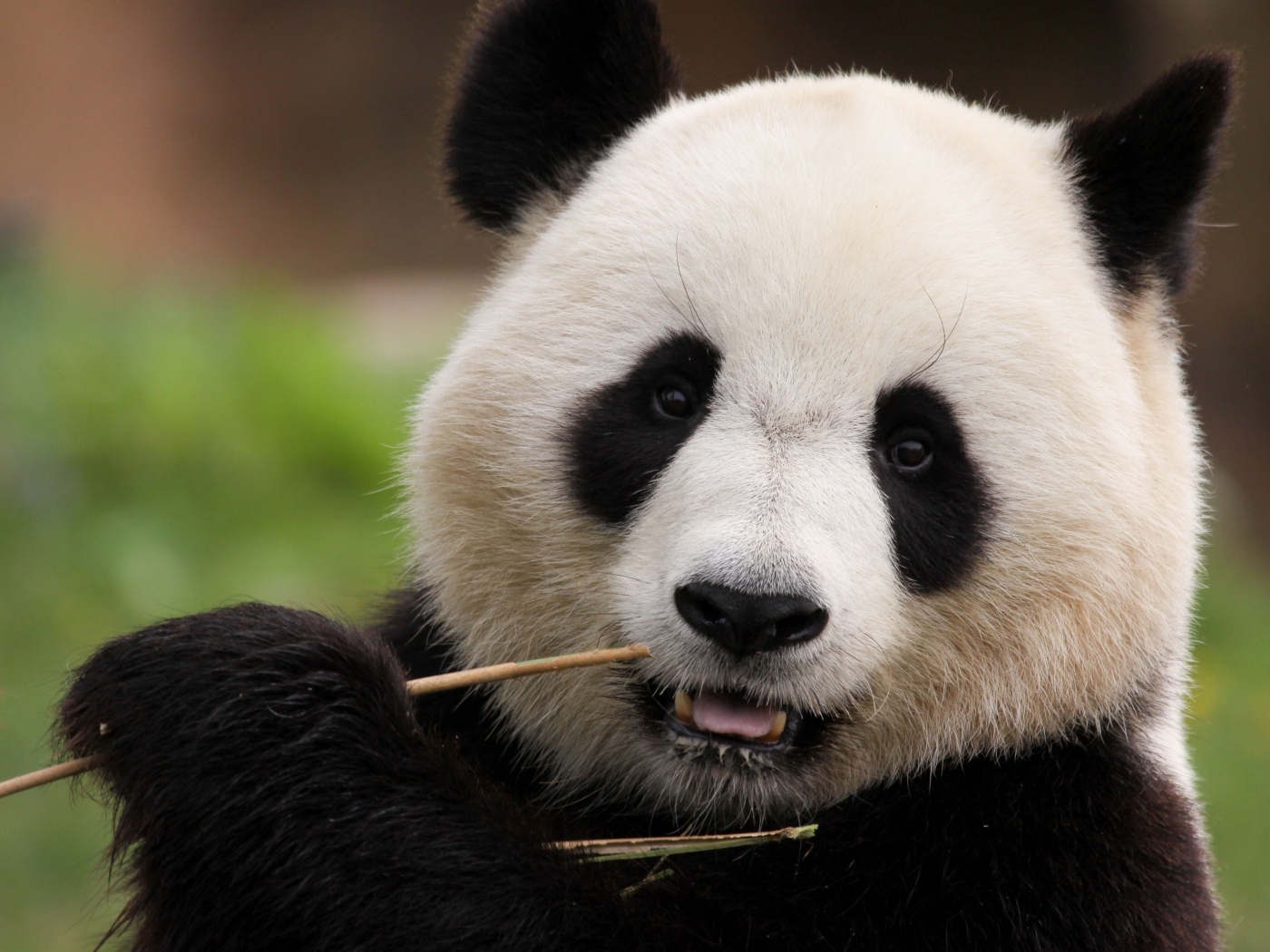 Большая панда грызет ветку бамбука