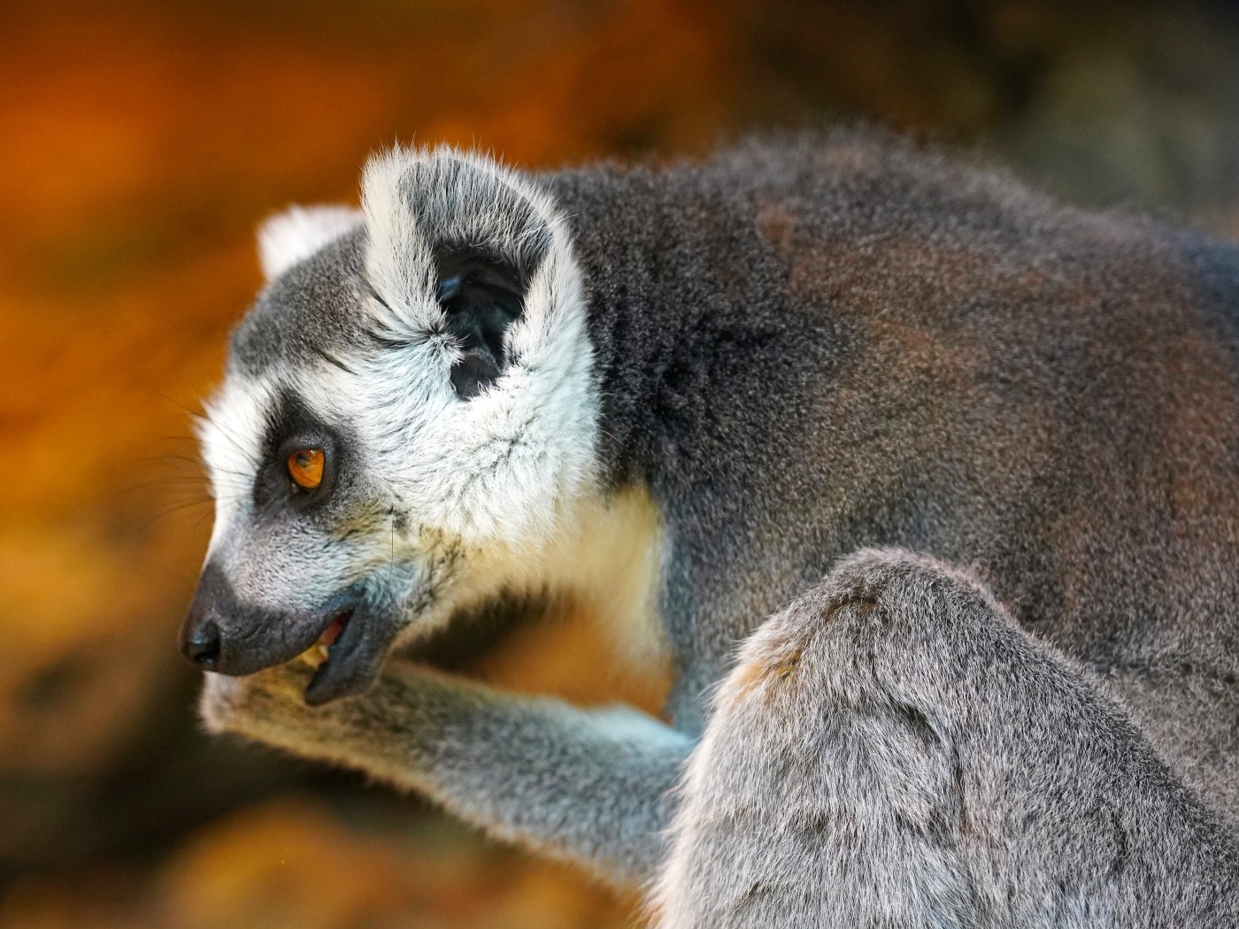 Лемур с открытым ртом крупным планом