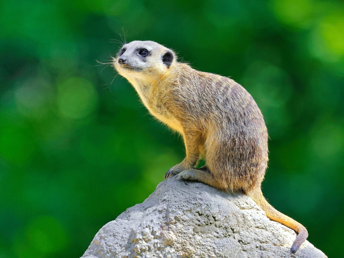 Маленький сурикат сидит на камне