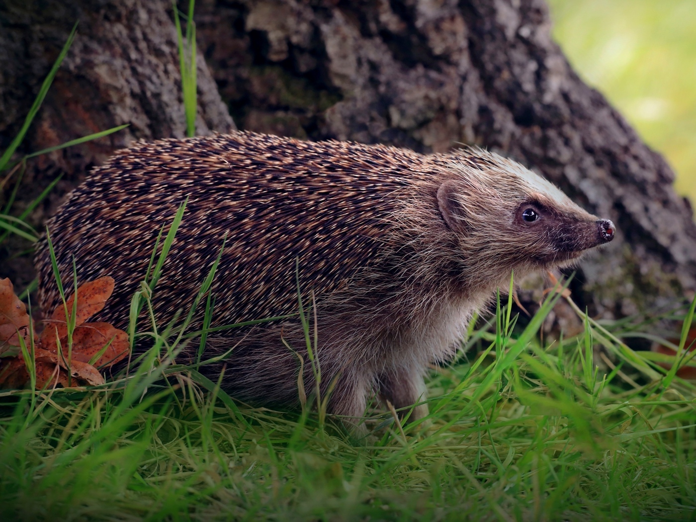 Old hedgehog on green grass under a tree