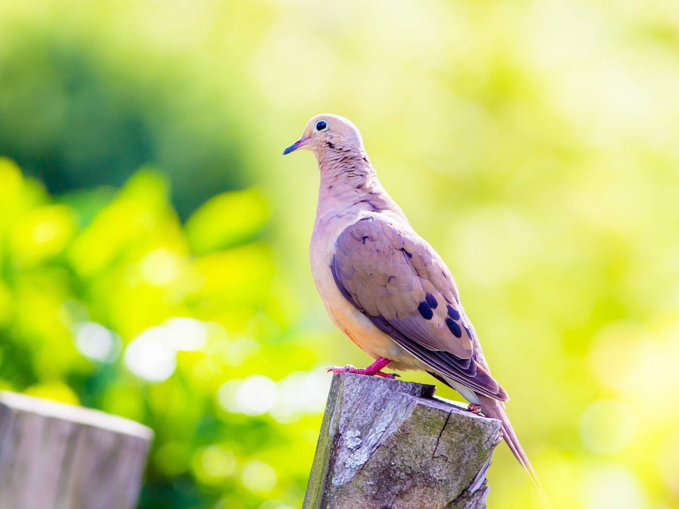 Красивый голубь сидит на пне