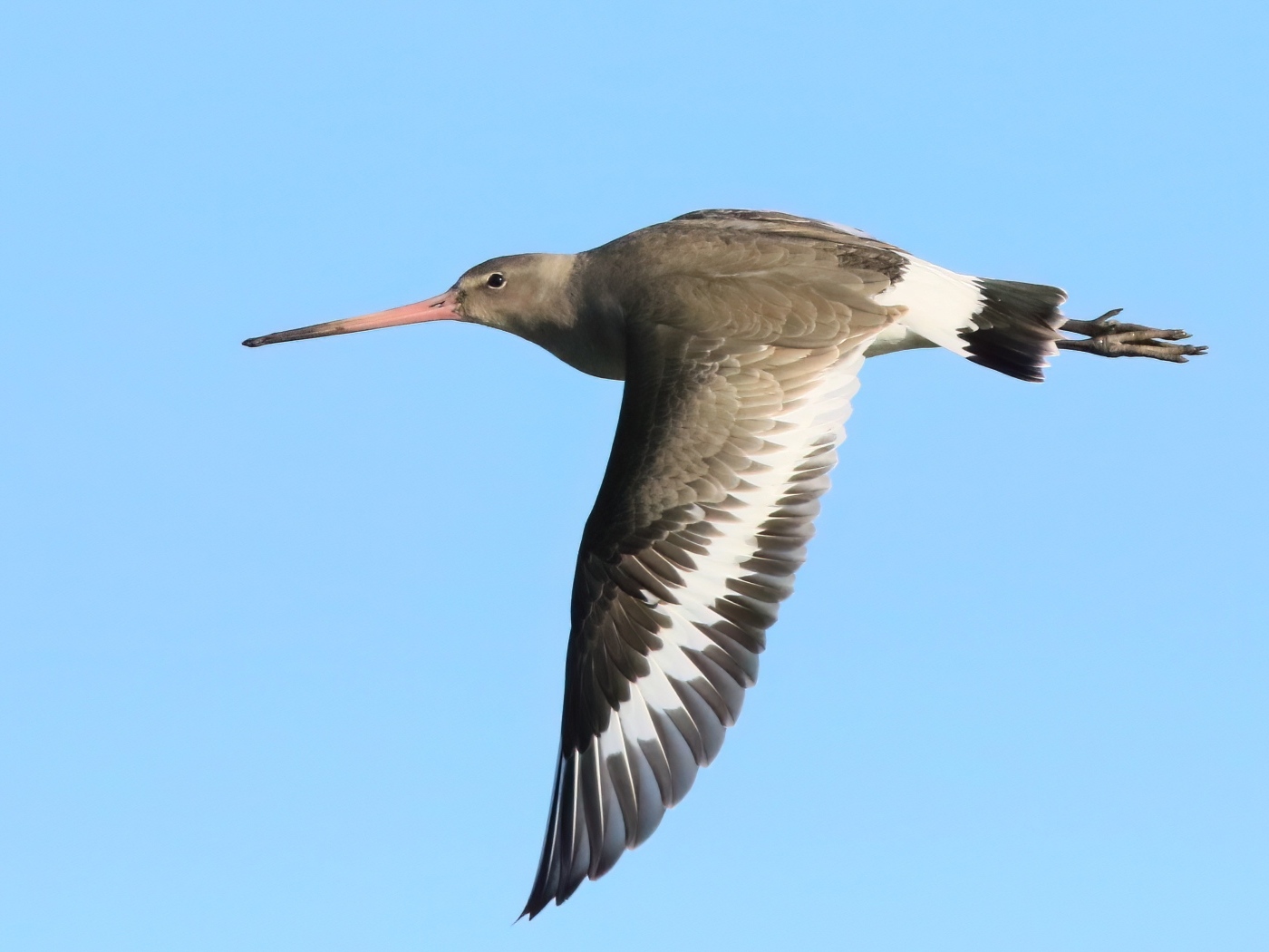 Птица с  острым клювом летит в небе