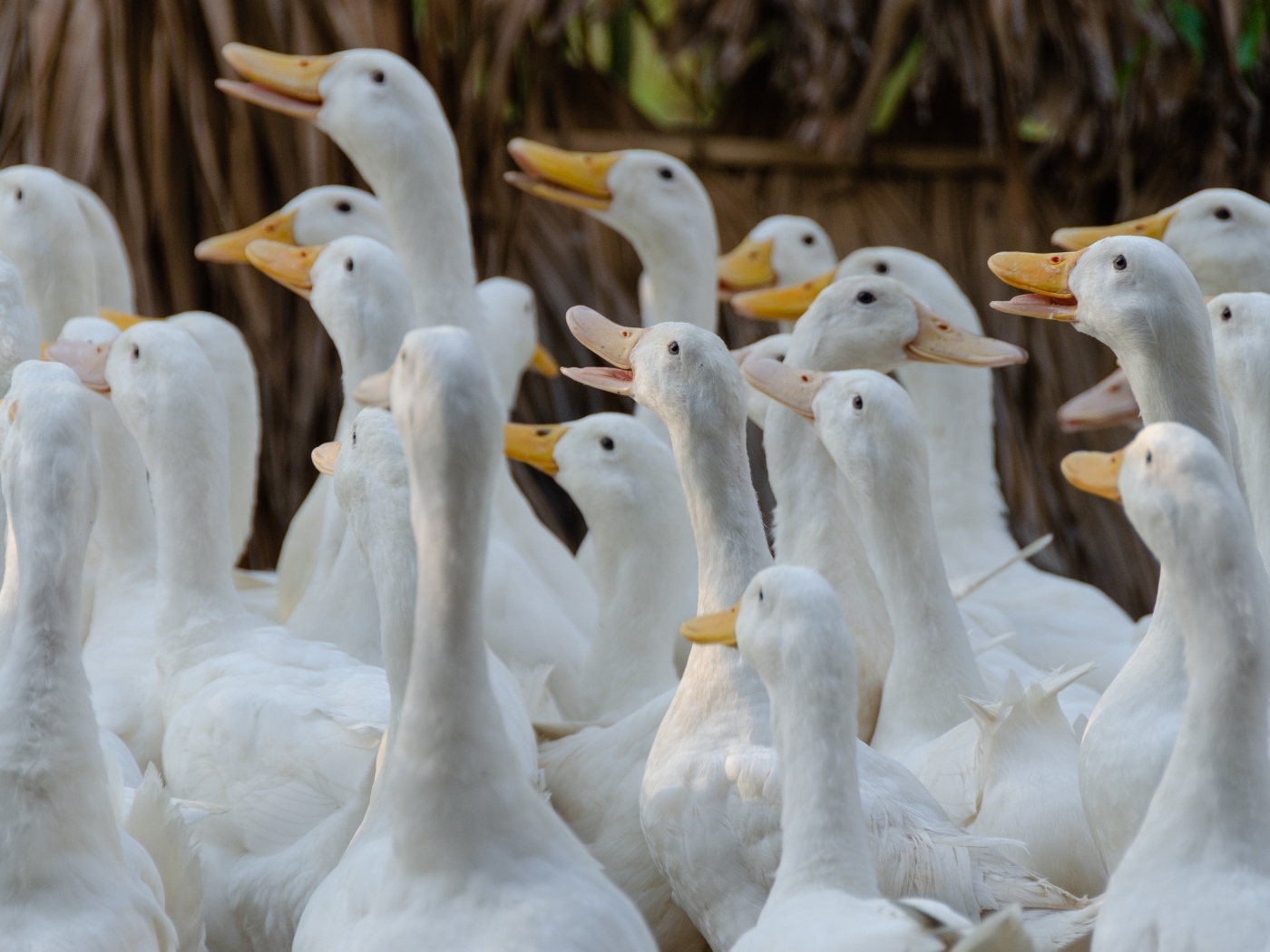 Стадо белых гусей на ферме