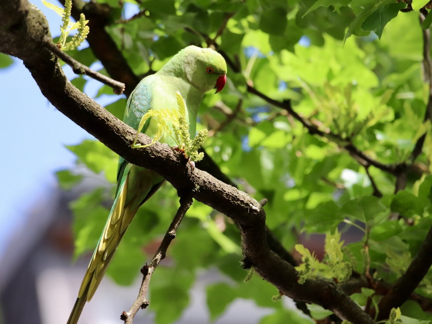 Большой зеленый попугай сидит на ветке дерева