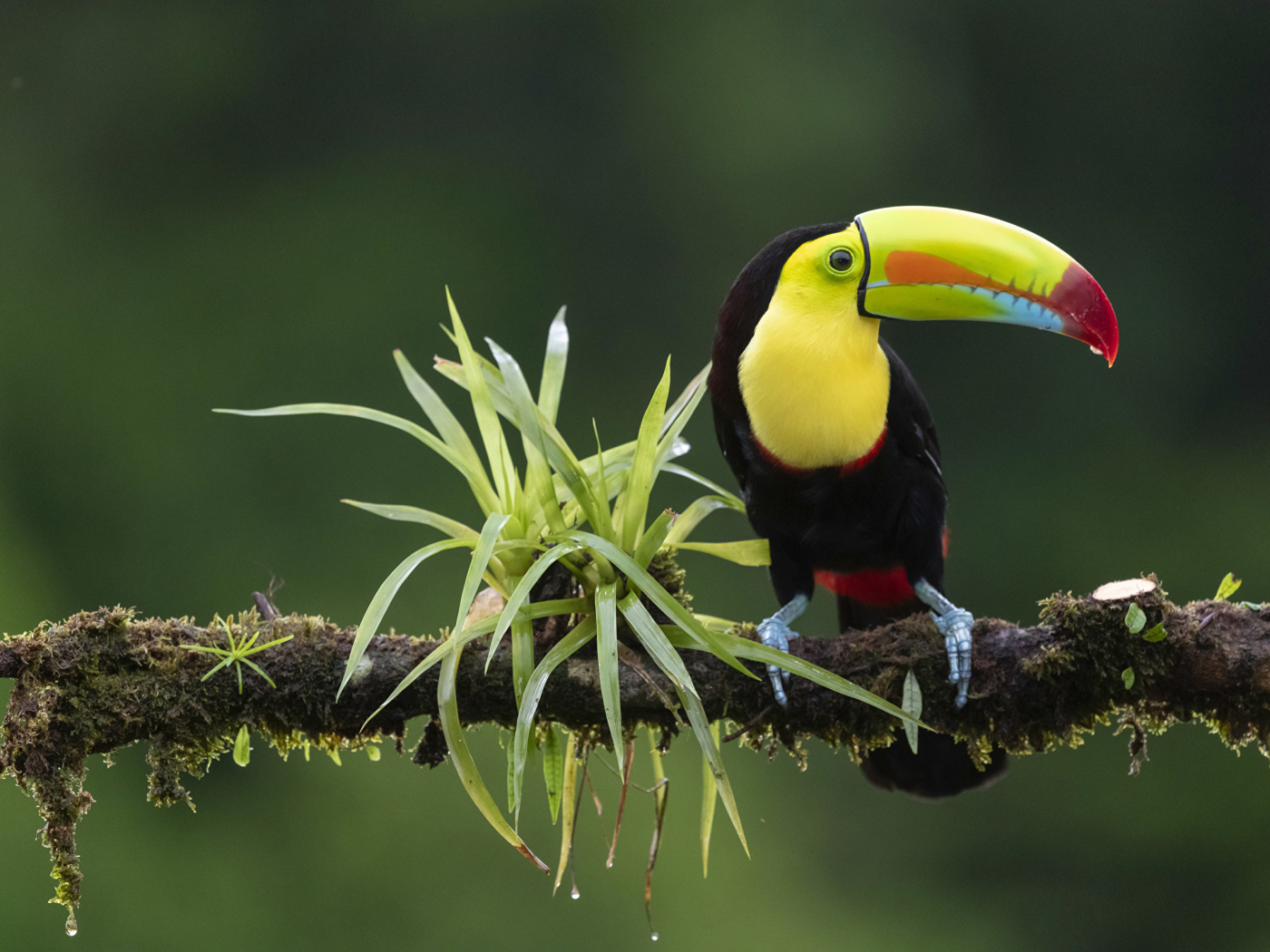 Большой тукан сидит на ветке с зелеными листьями