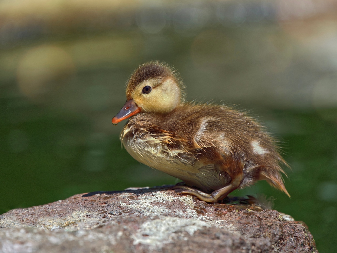Маленький утенок сидит на камне у воды