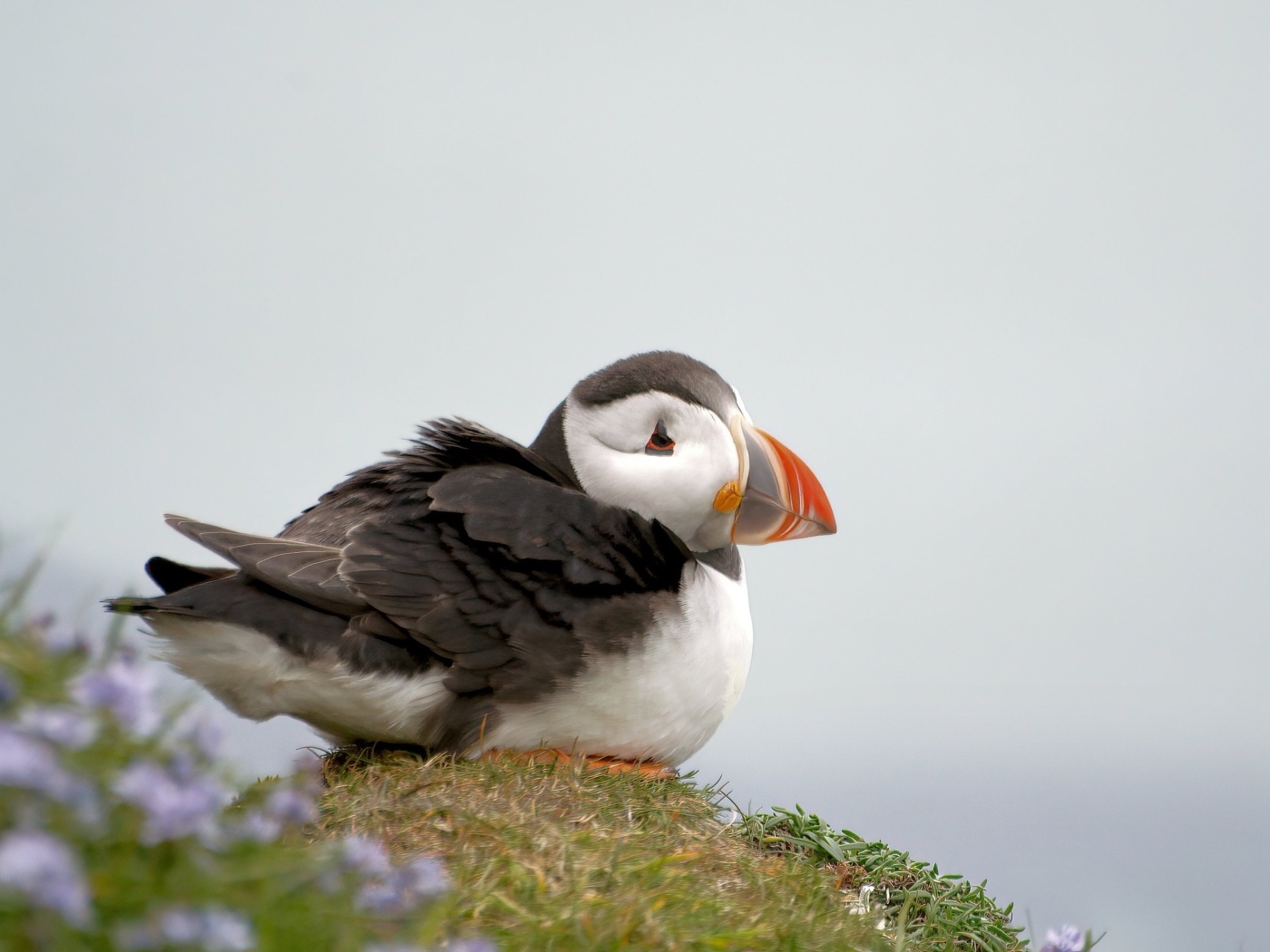 Маленький тупик сидит на холме 