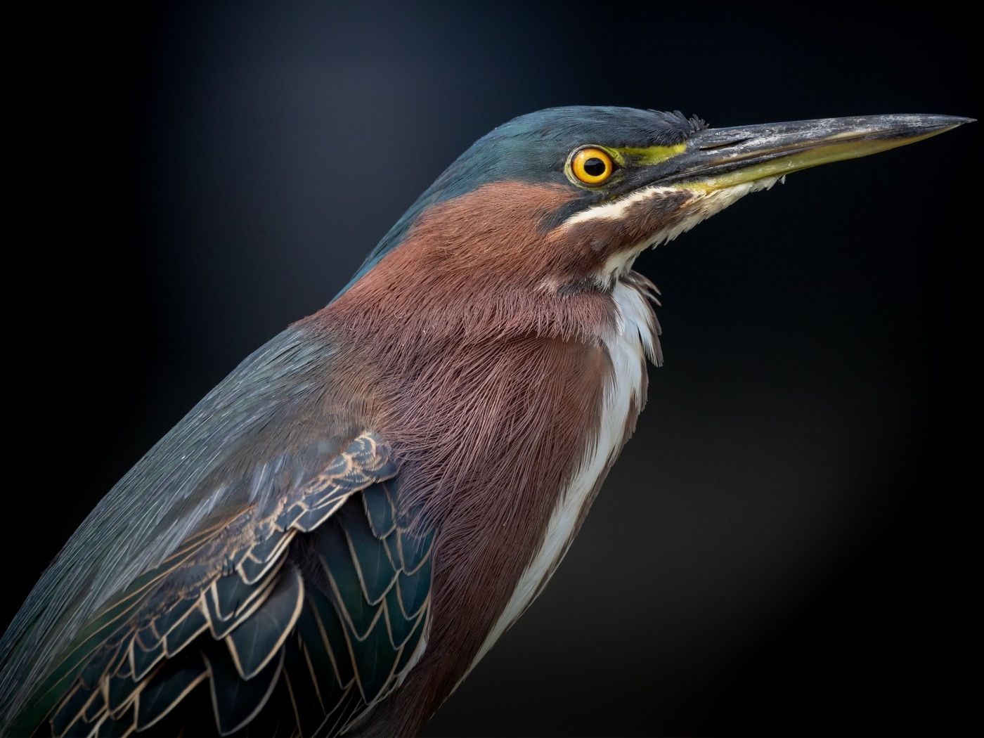 Американская зеленая кваква крупным планом