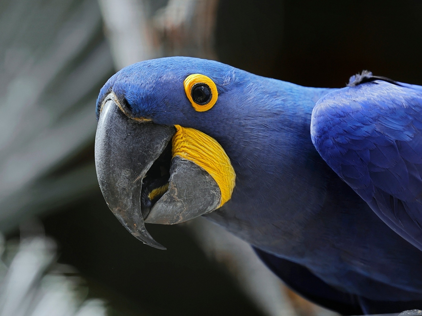 Красивый гиацинтовый ара крупным планом