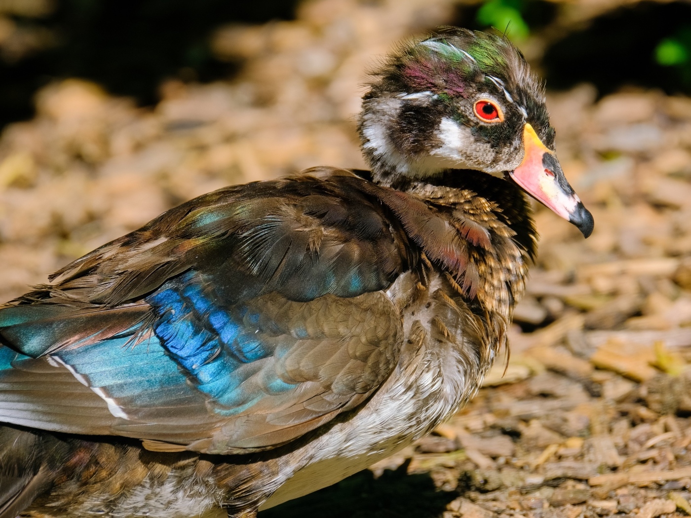 Красивая дикая утка 