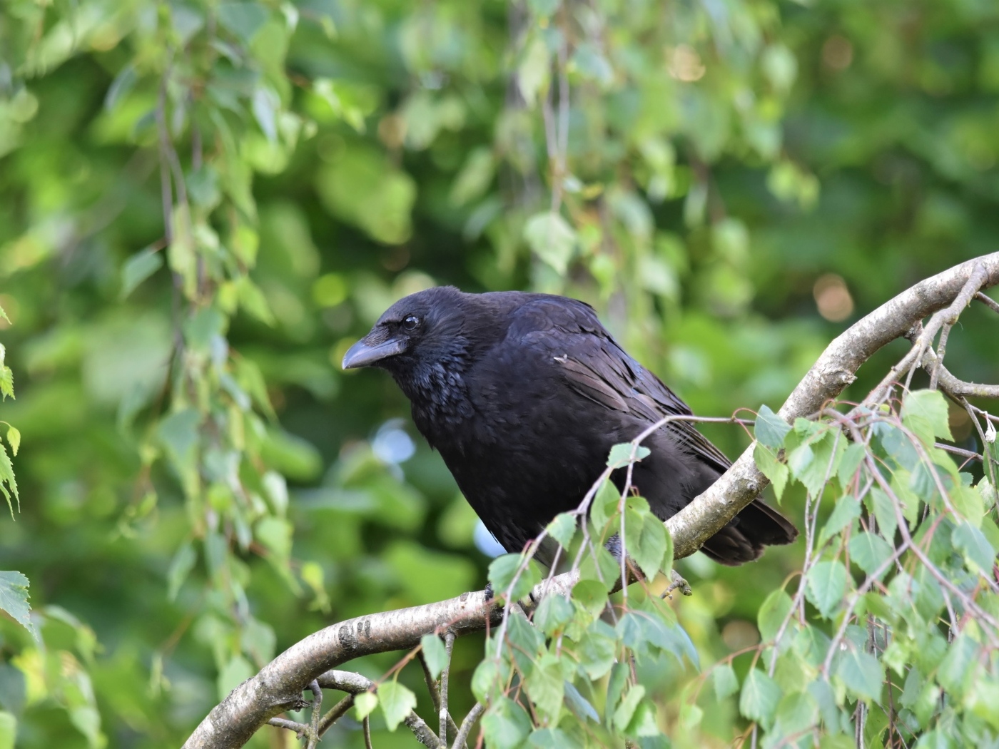 Большой черный ворон сидит на ветке