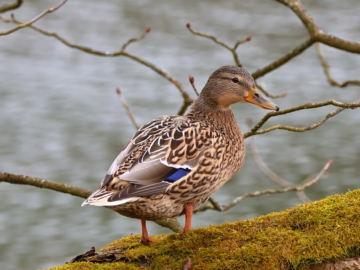 Большая серая утка у воды