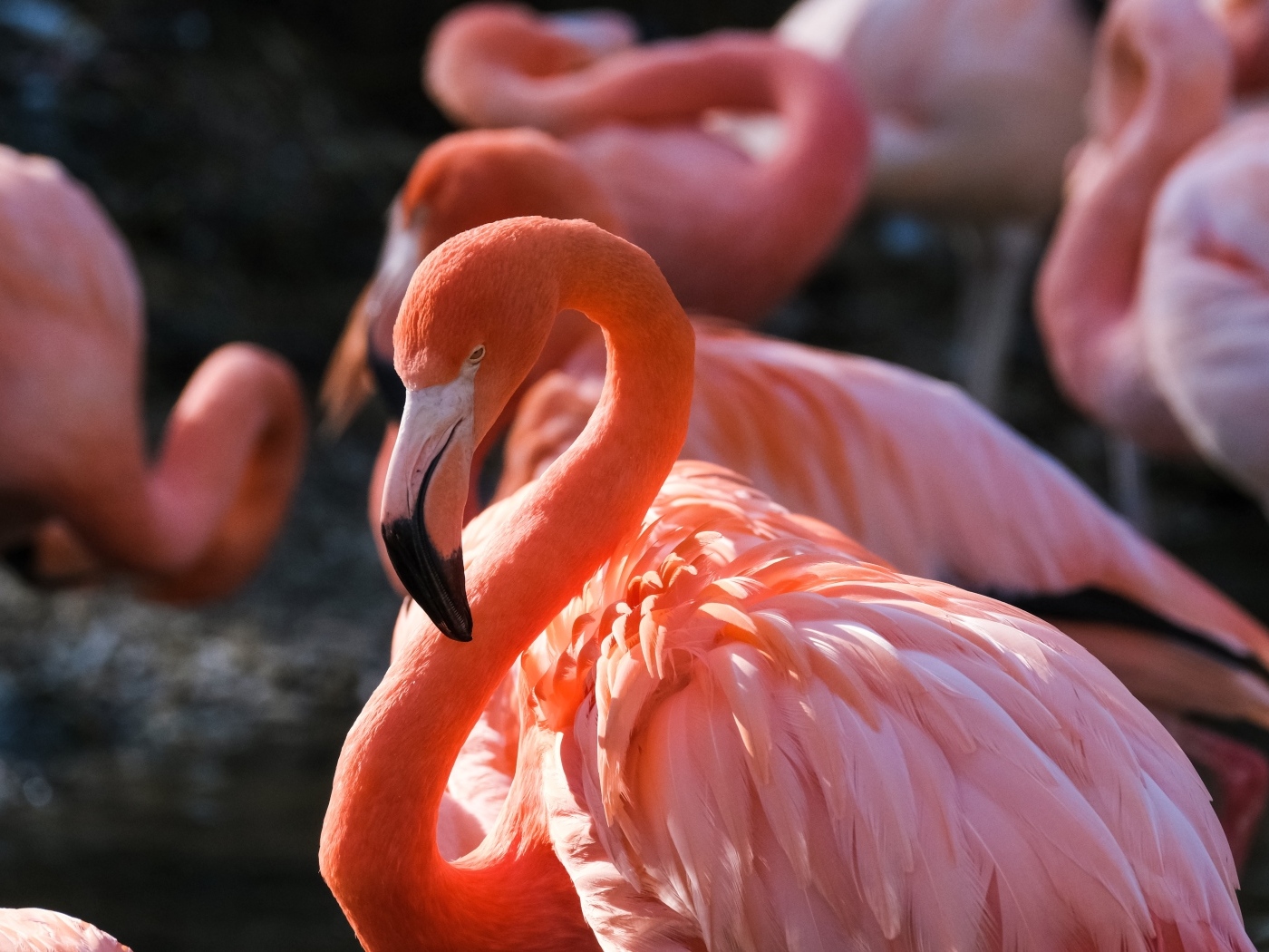 Большой розовый фламинго крупным планом