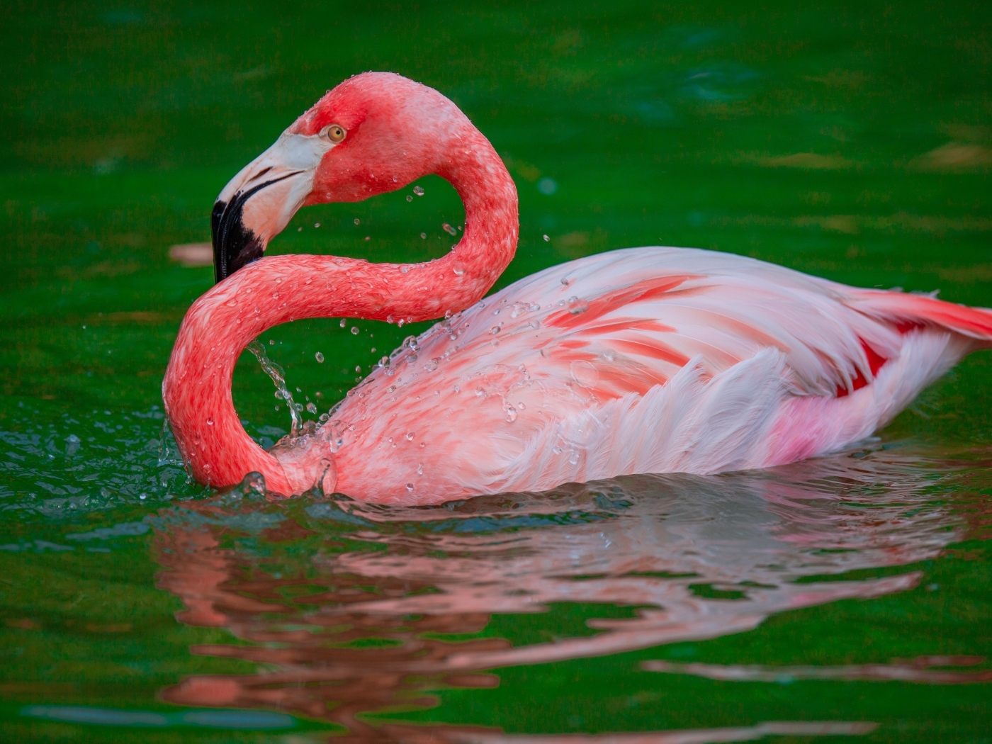 Большой розовый фламинго плавает в воде 
