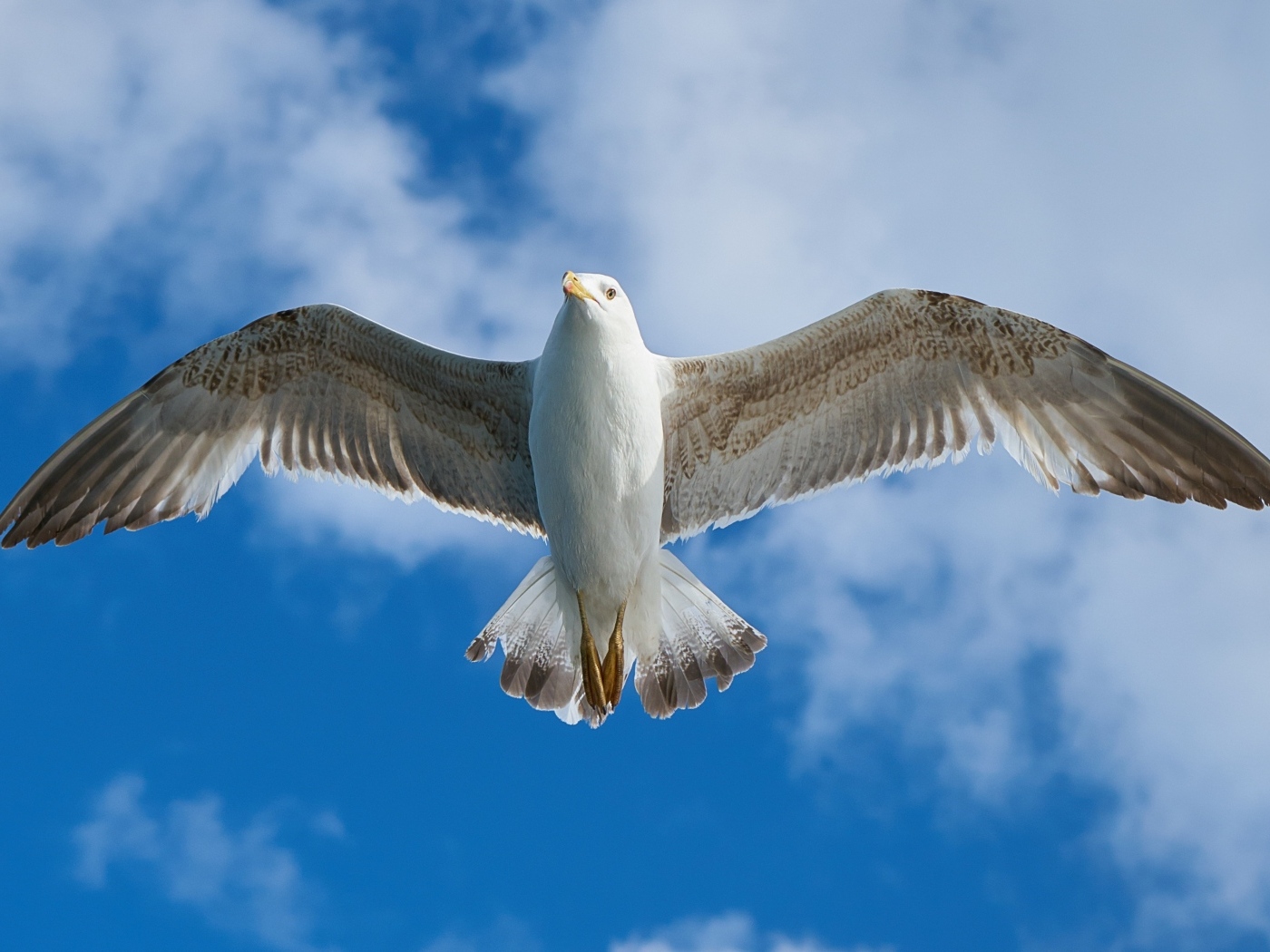 Большая чайка летит в голубом небе