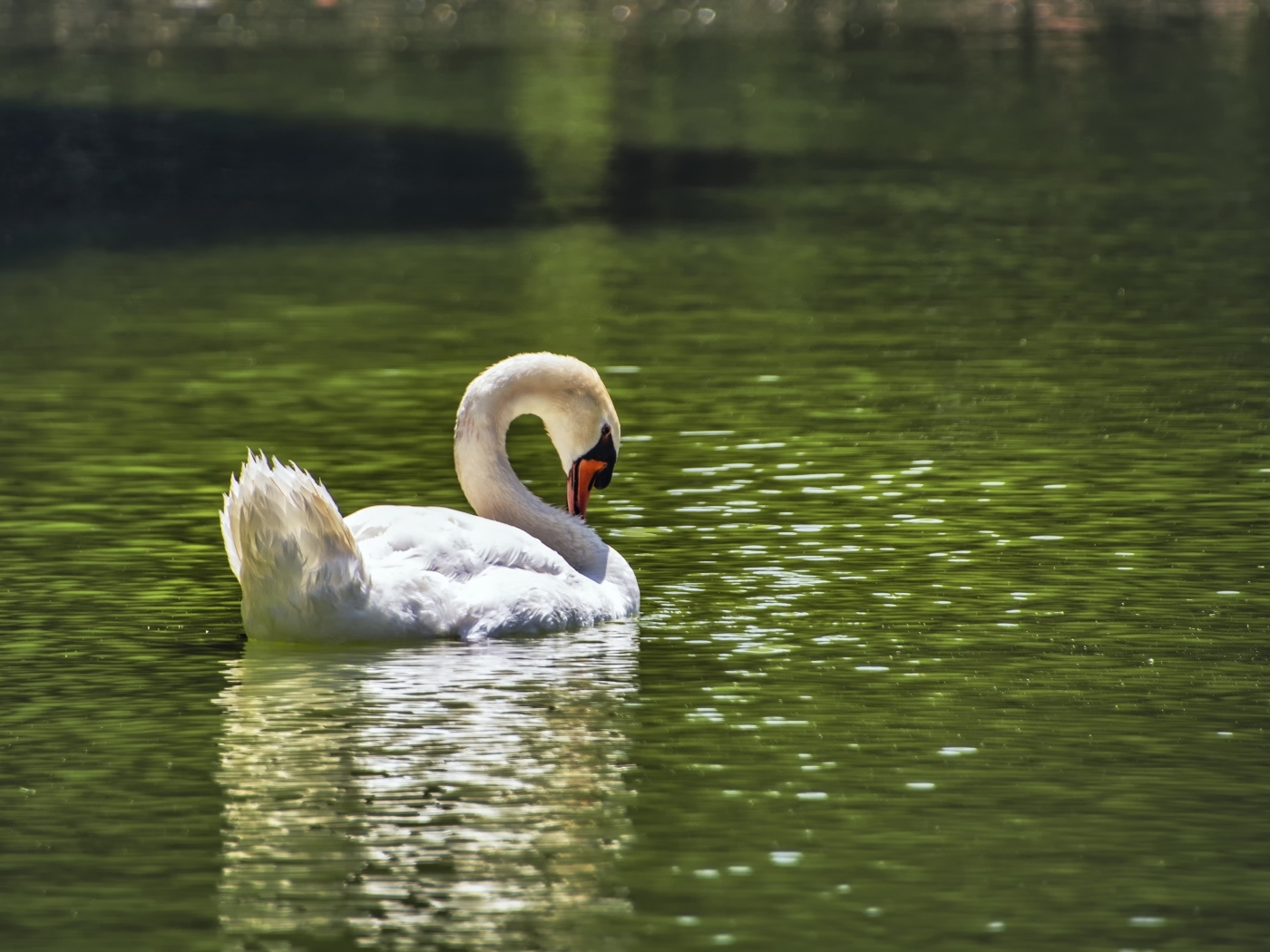 Большой белый лебедь плавает в пруду