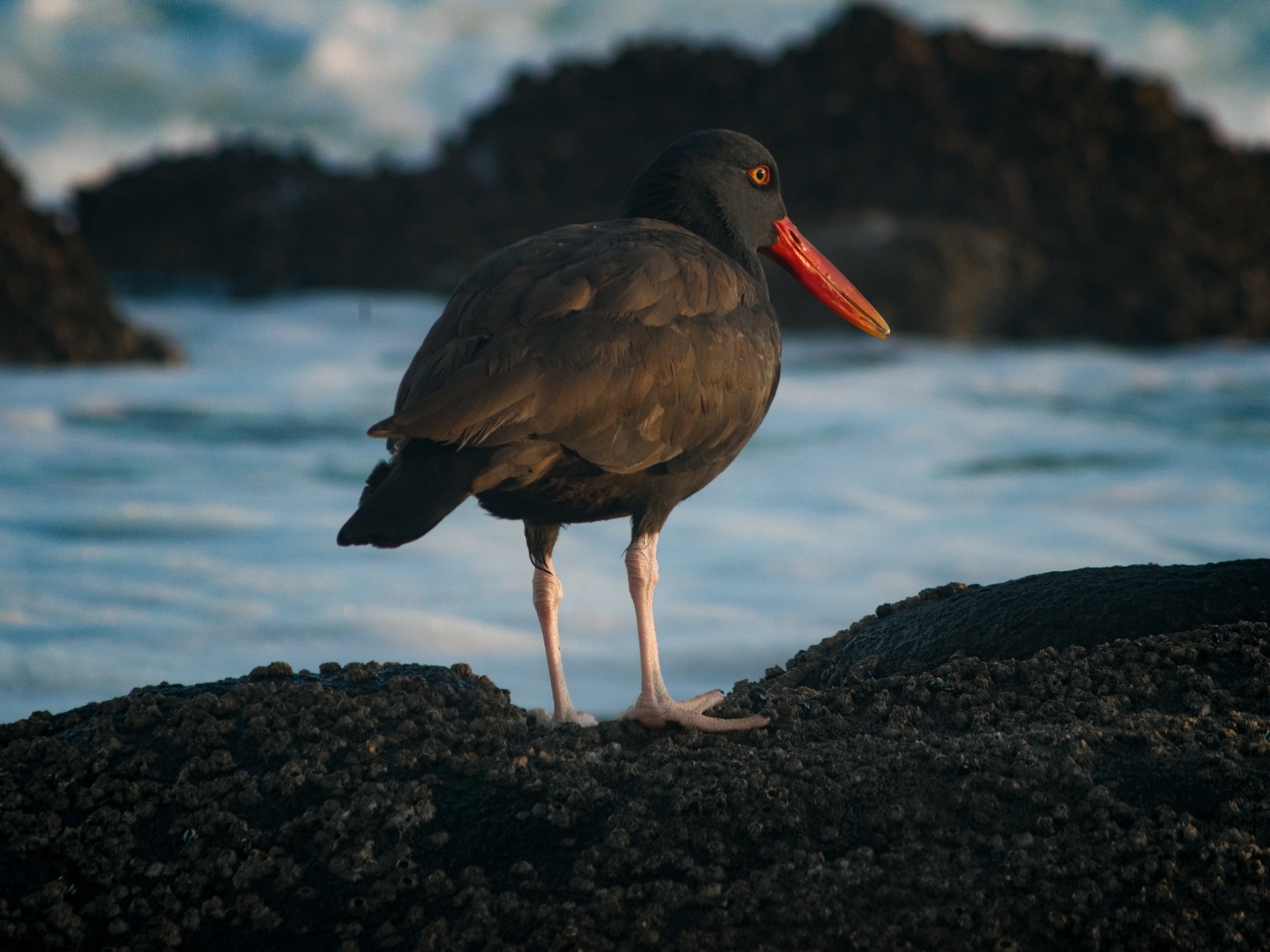 Птица черноватый кулик стоит у воды