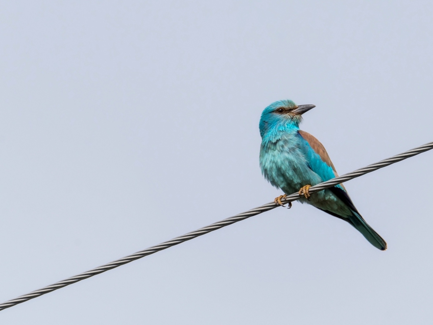 Птица европейский роллер сидит на проводе 