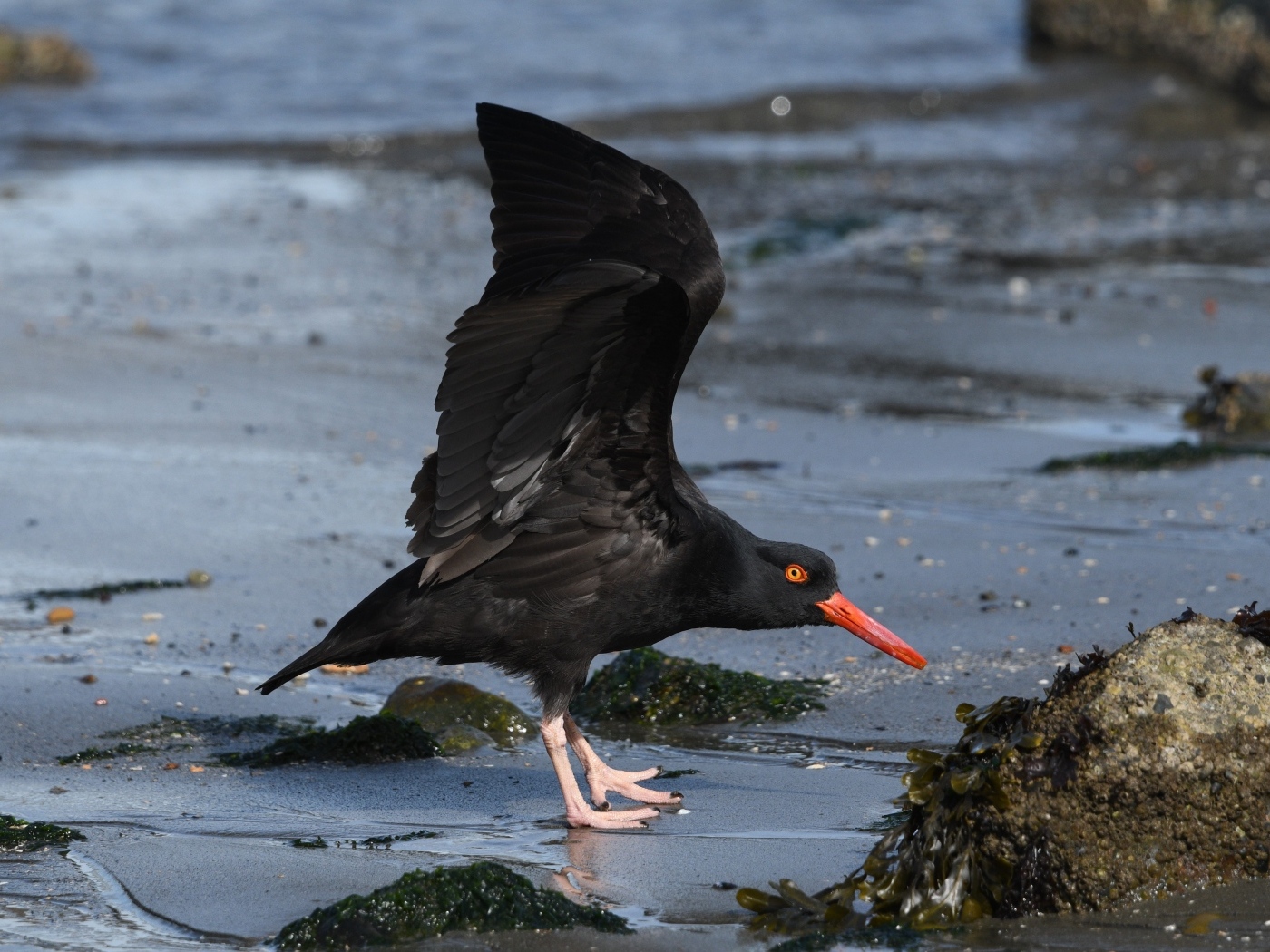 Черная птица с красным клювом на песке у моря