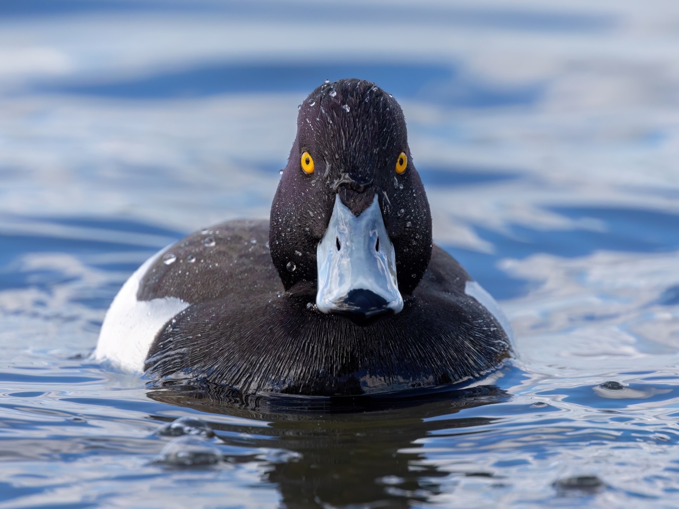 Черная хохлатая утка в воде