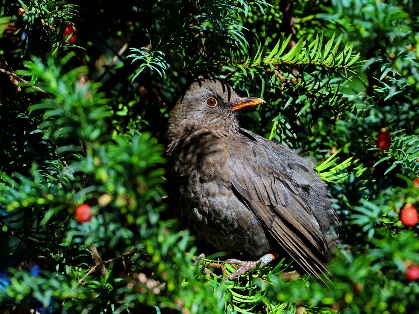 Черный обыкновенный дрозд в ветках