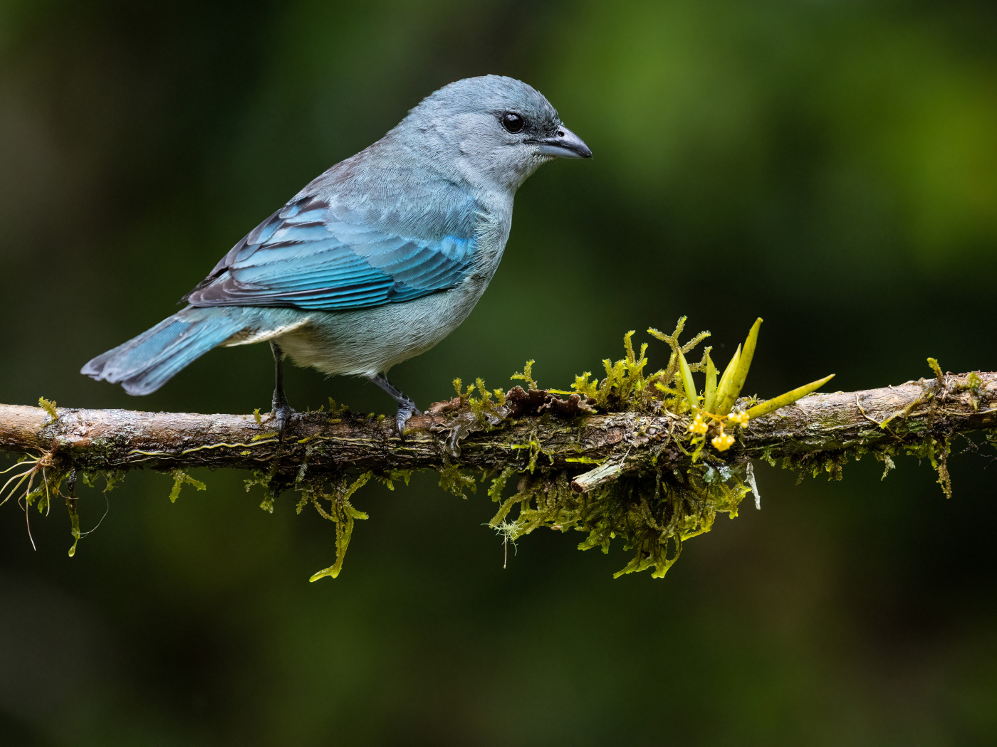 Синеплечий траупис сидит на ветке