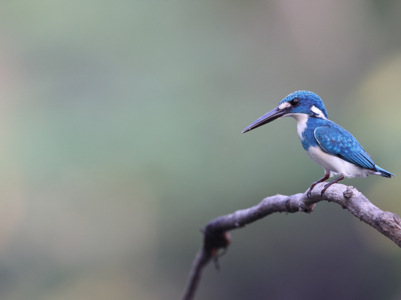Голубая птица зимородок с острым клювом на ветке