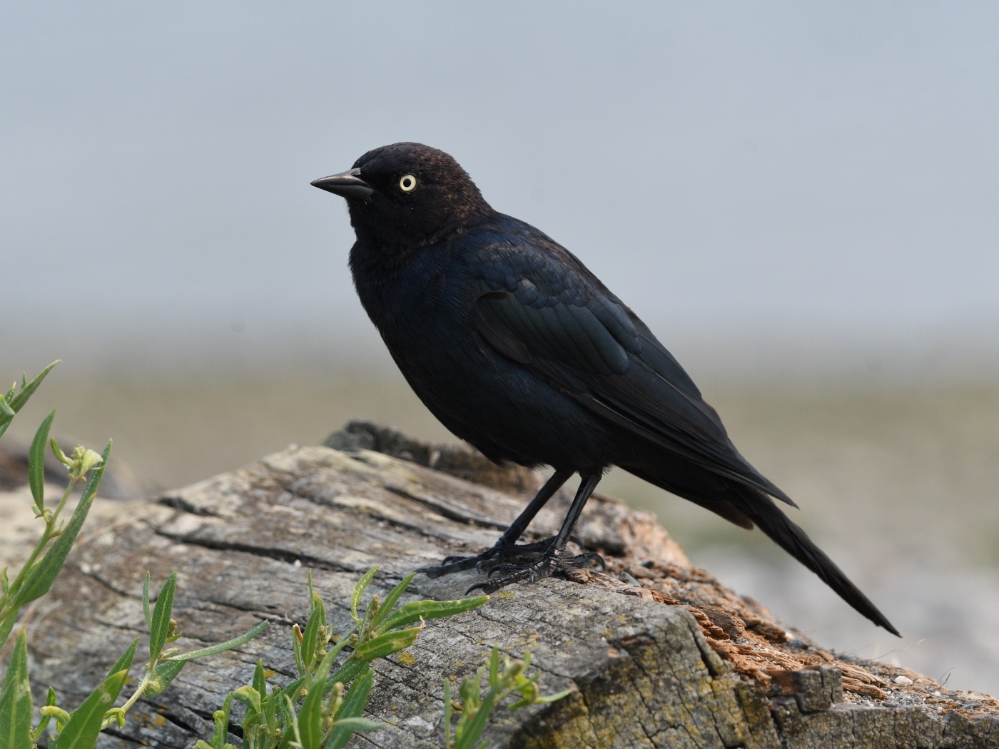 Блестящий малый трупиал