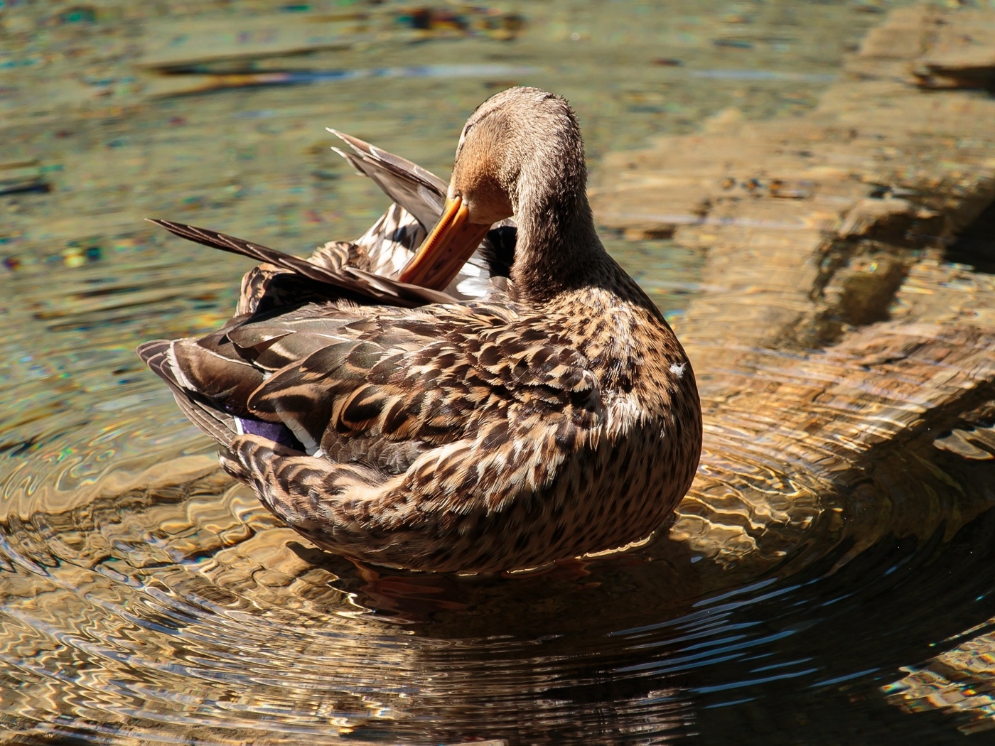 Коричневая утка чистит перья в воде
