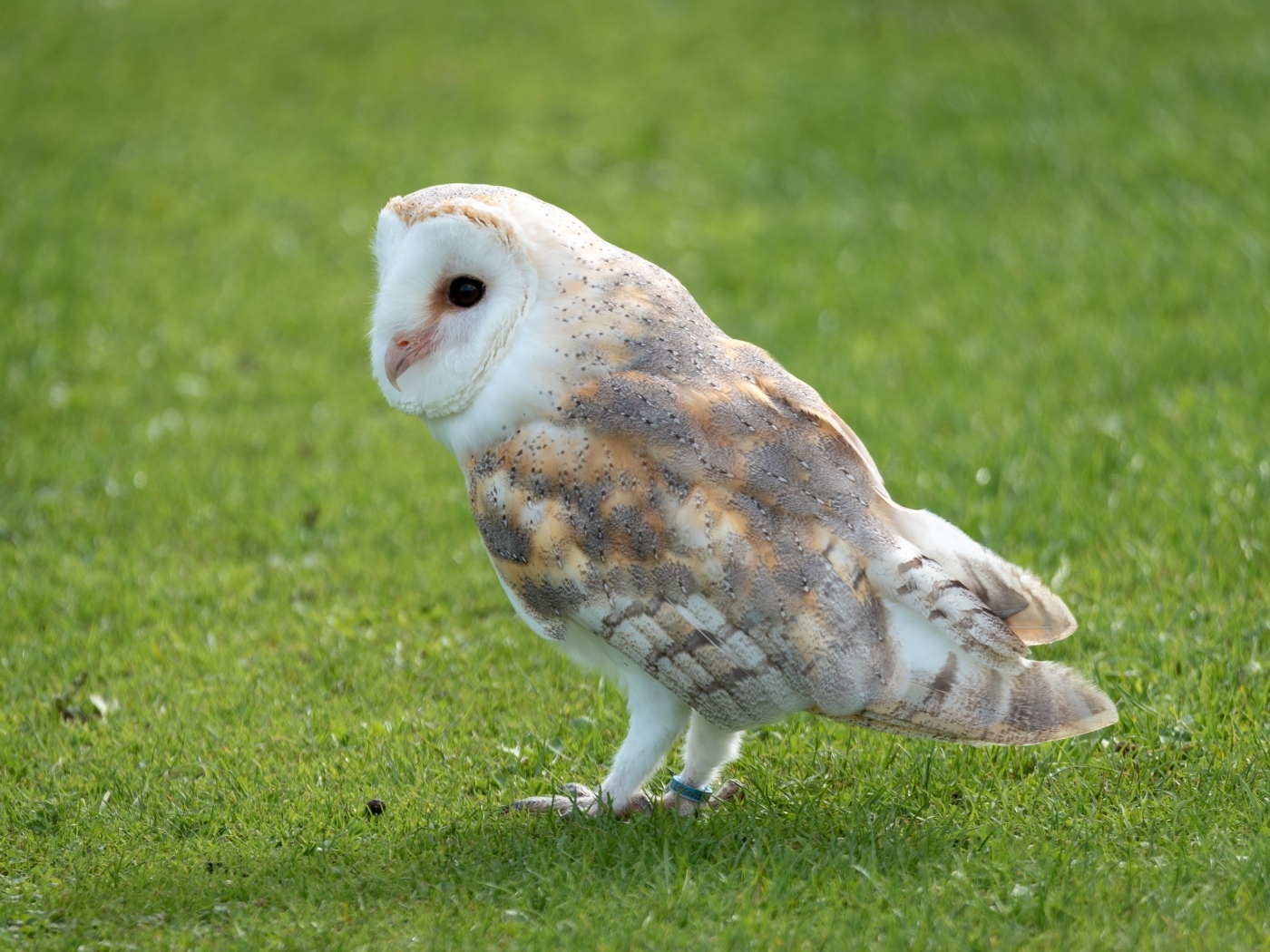 Коричневая сова на зеленой траве