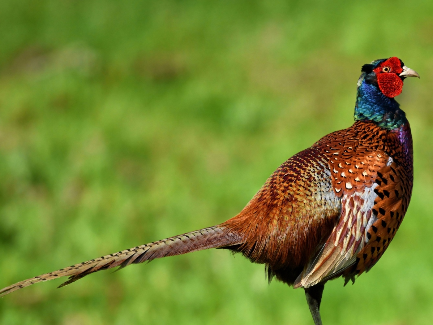 Коричневый фазан крупным планом