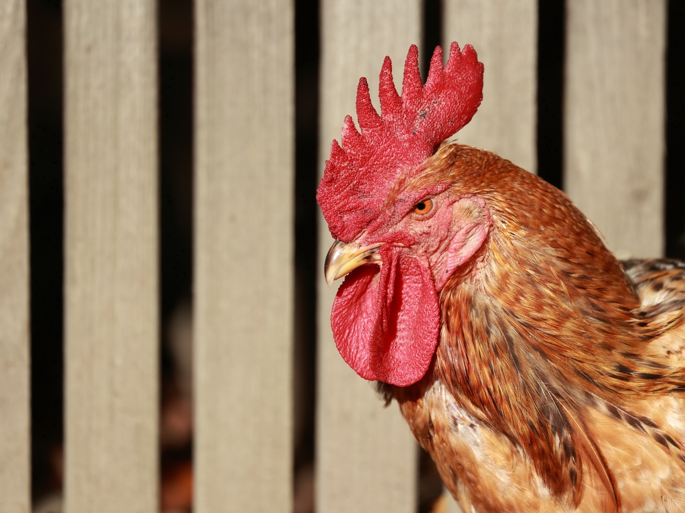 Коричневый петух с красным гребнем