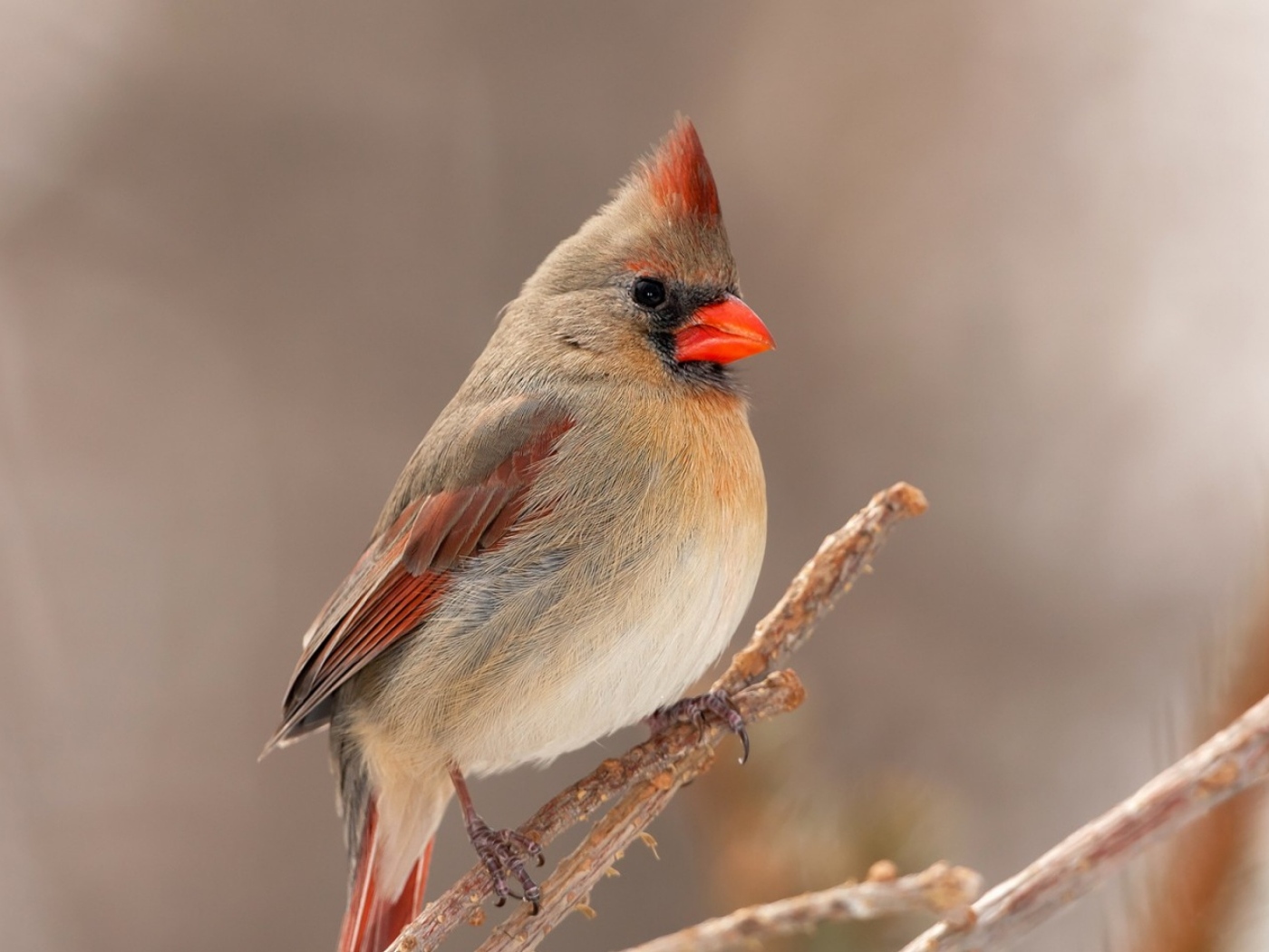 Птица кардинал сидит на ветке дерева