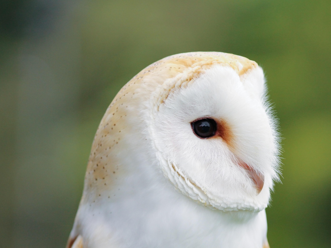 Милая обыкновенная сипуха крупным планом