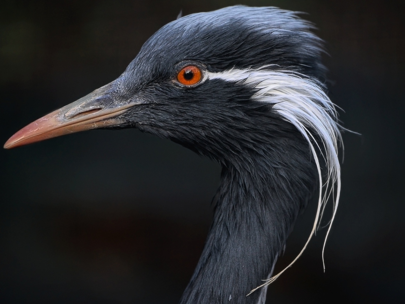 Голова журавля красавка крупным планом