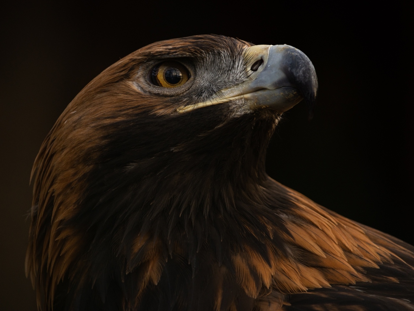 Голова орла на черном фоне