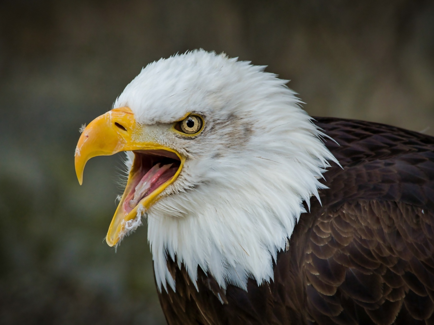 Орел с открытым острым клювом
