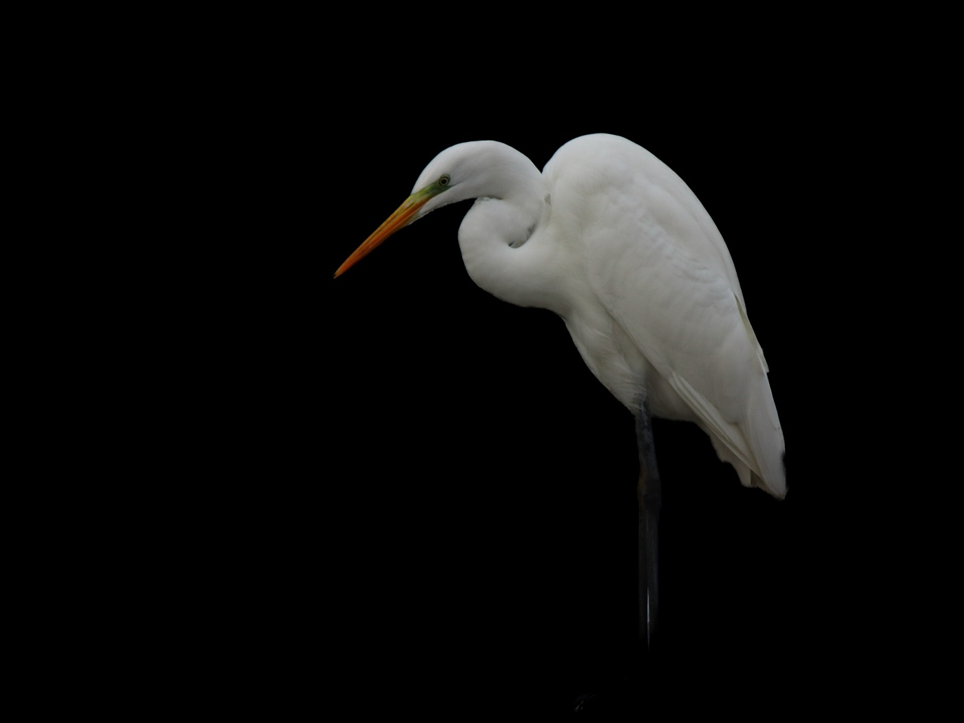 Белая цапля на черном фоне