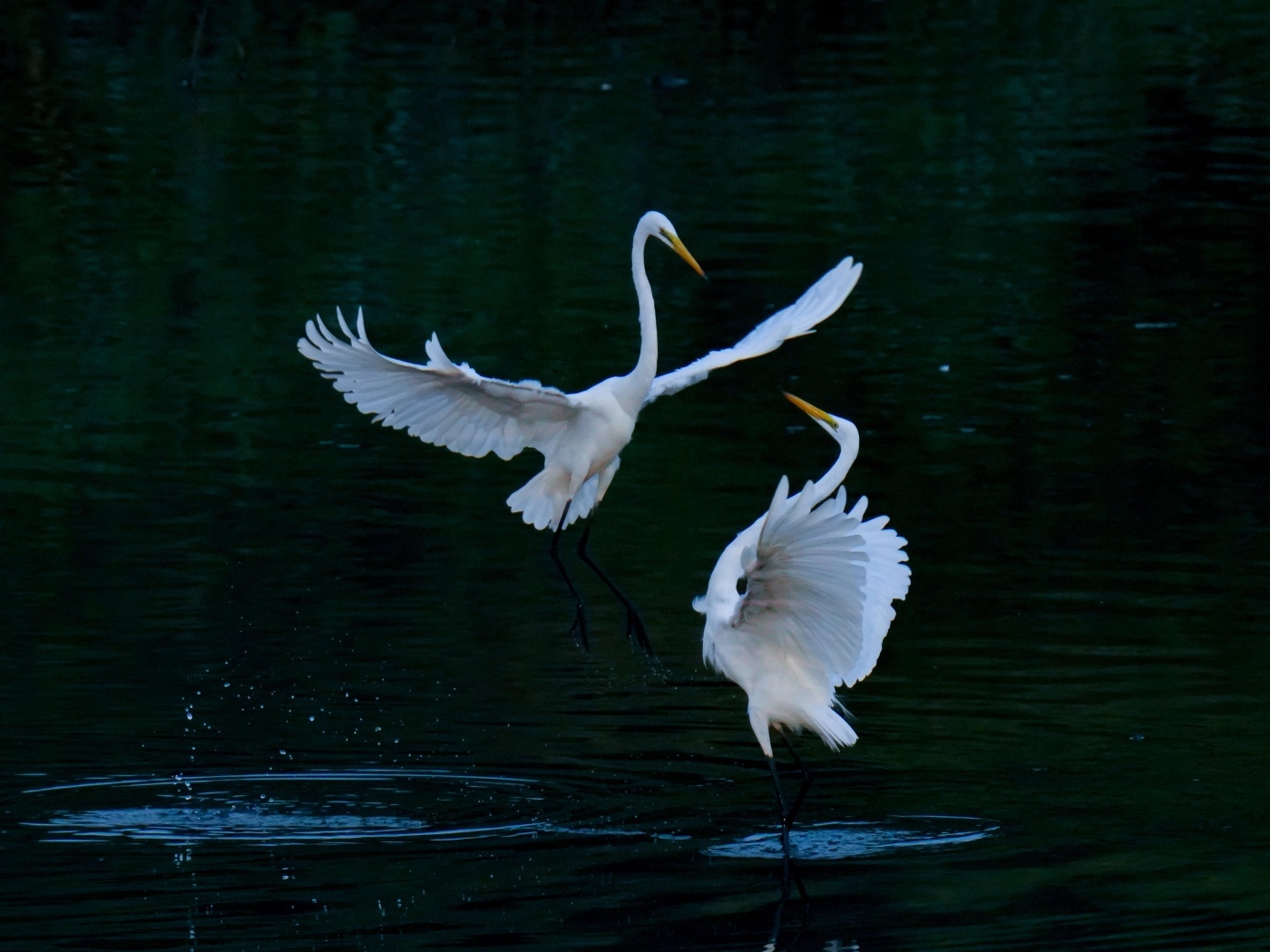 Влюбленные белые цапли в воде