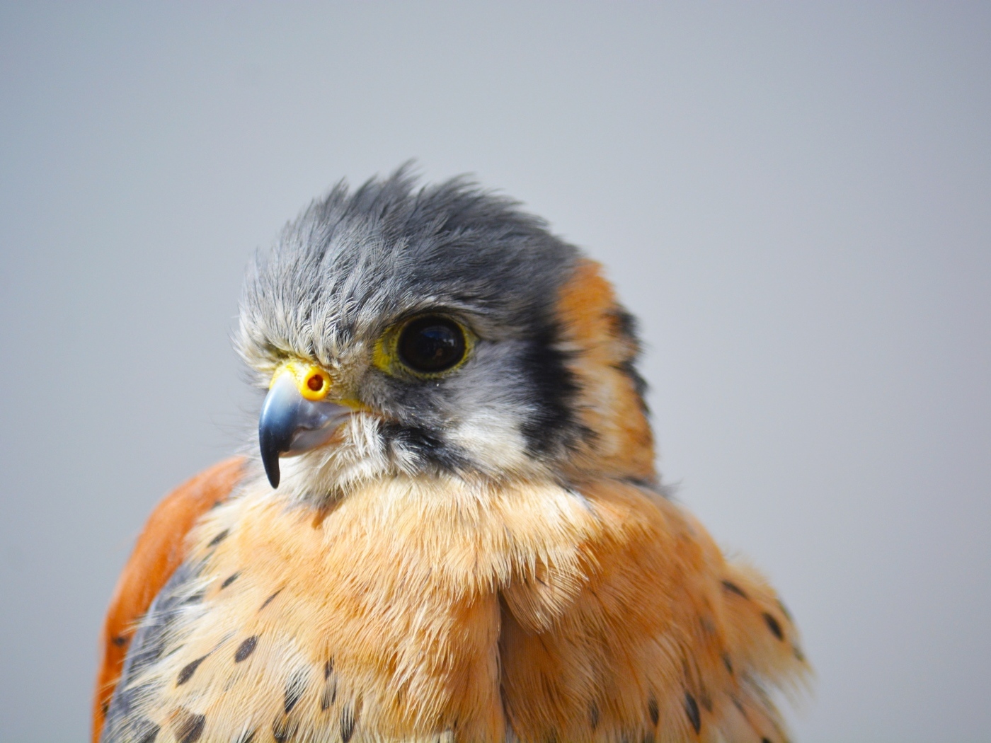 Голова сокола на сером фоне