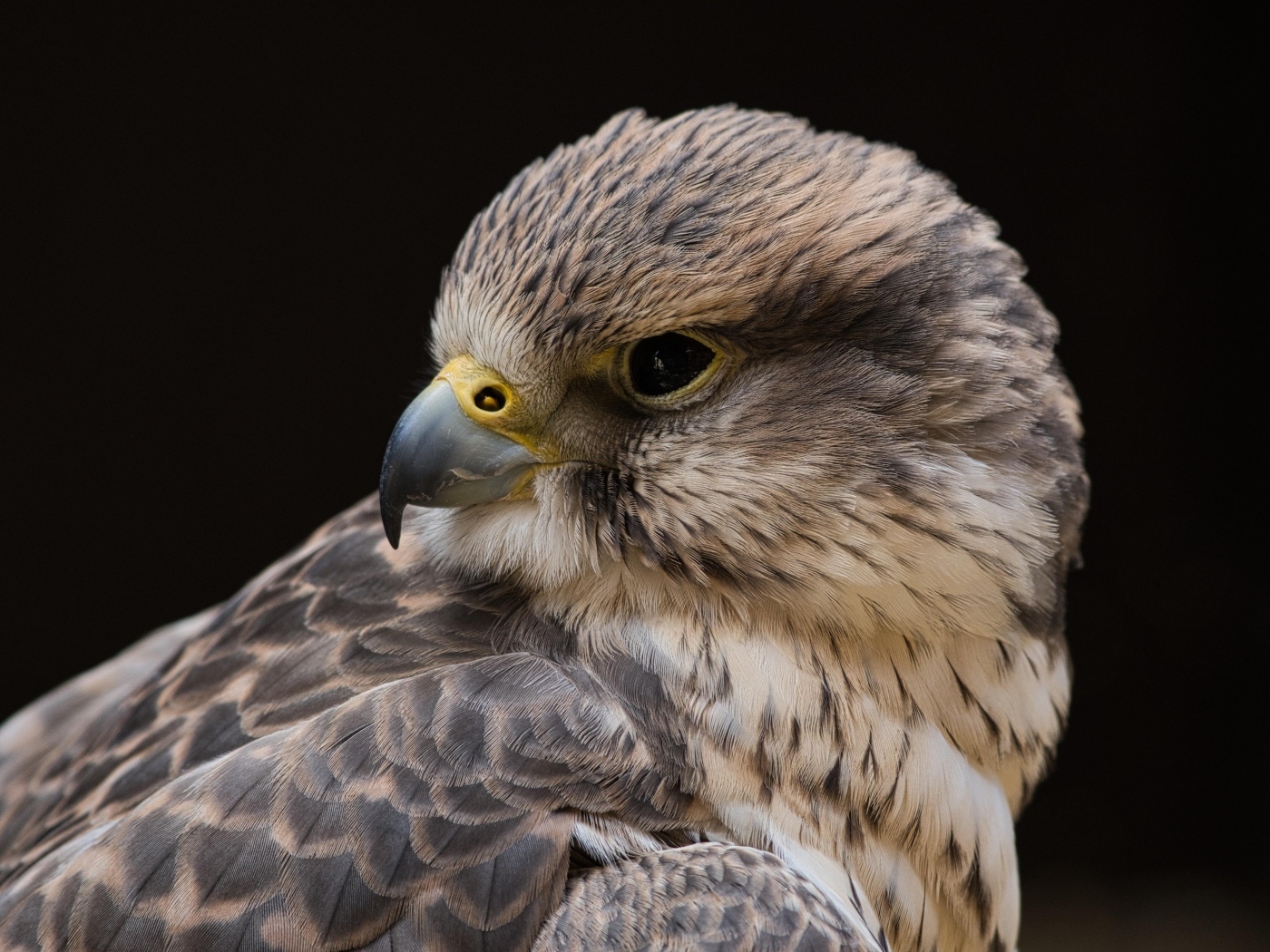 Сокол на черном фоне крупным планом