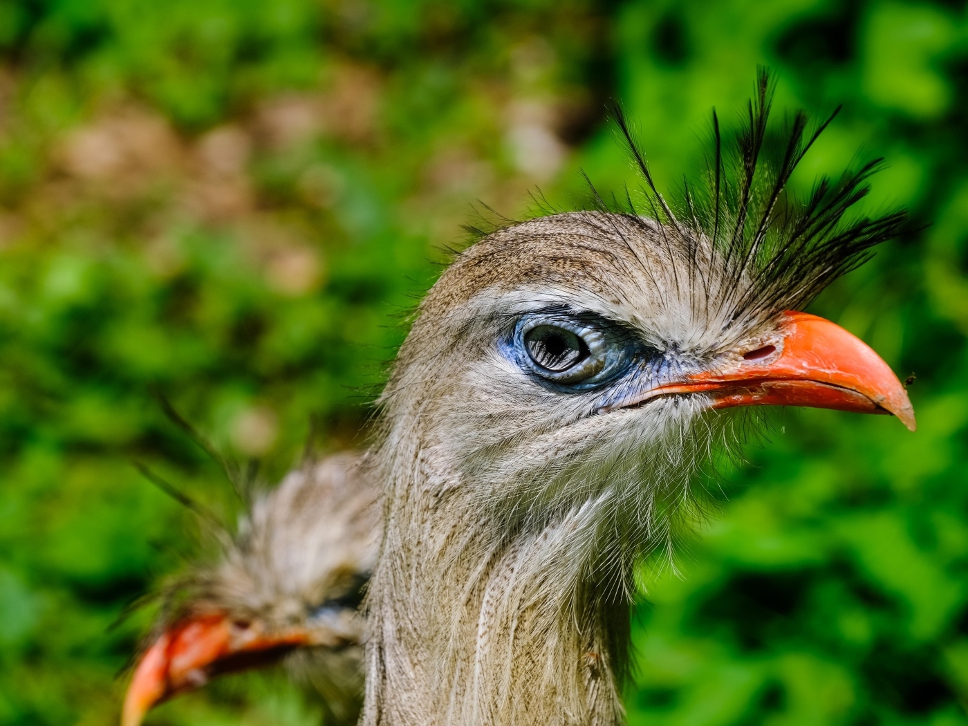 Смешная птица секретарь с острым клювом