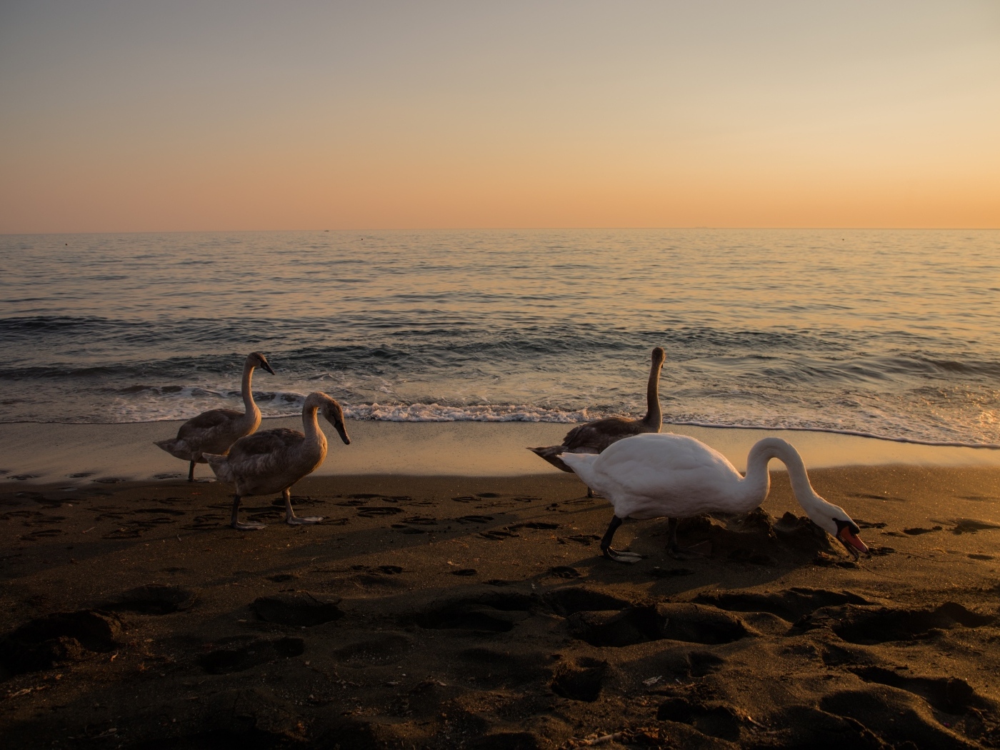 Гуси и лебеди пасутся на берегу моря