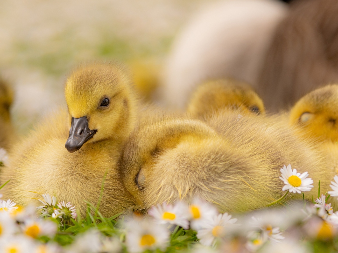 Гусята лежат на цветах маргаритки