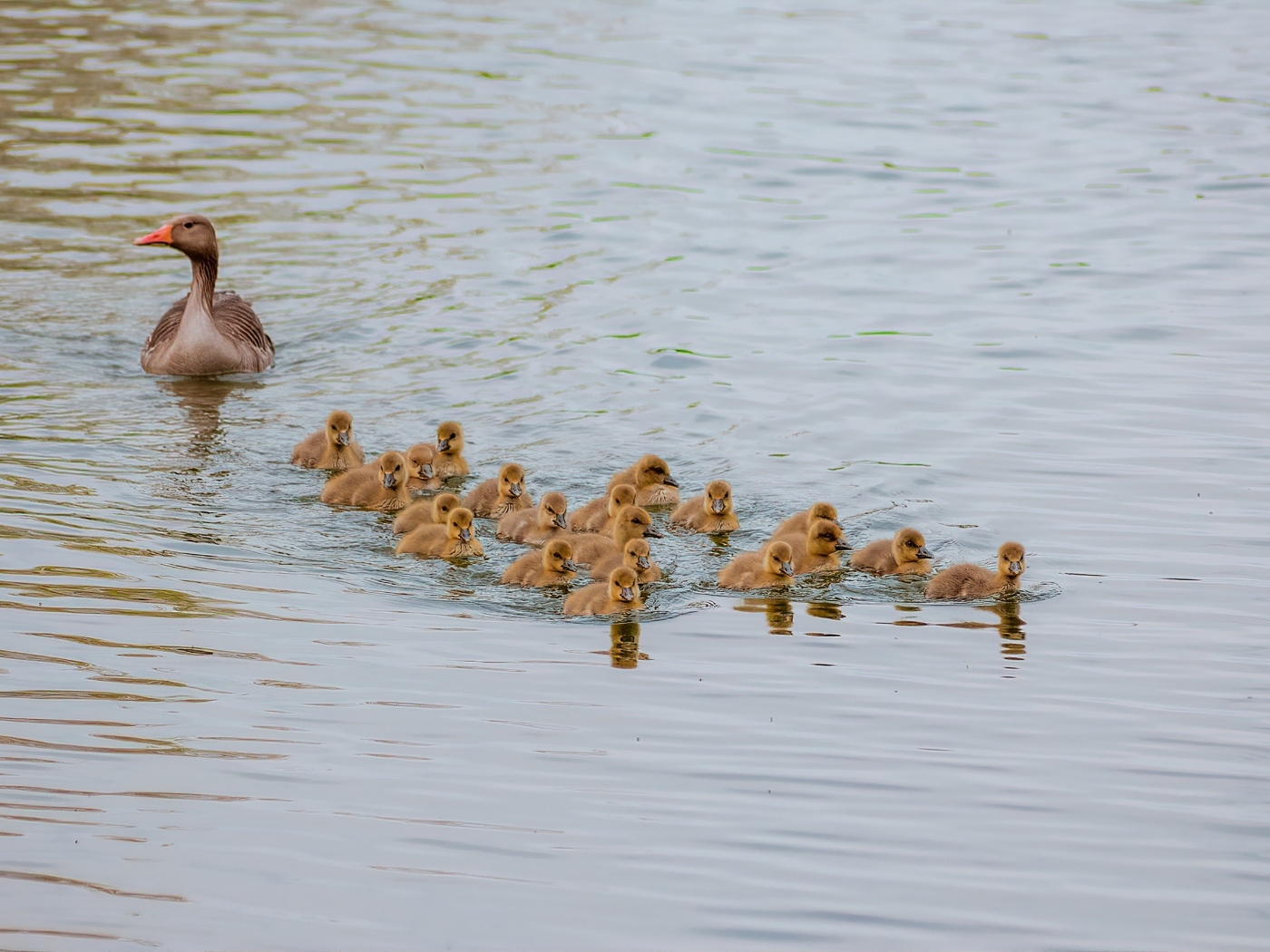 Серый гусь с птенцами плывет по воде